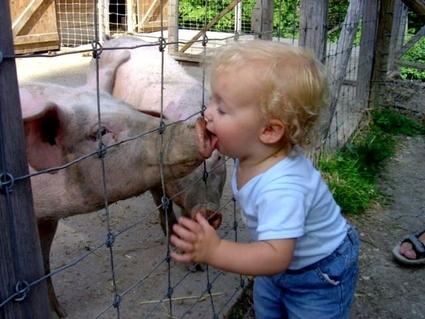 A kid kissing a swine flu infected pig